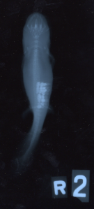 Axolotl_with_Grit_XRay