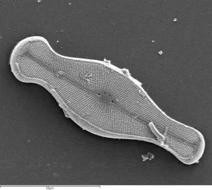 Electron Image 16