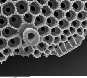 electron image 2