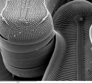 Electron Image 32