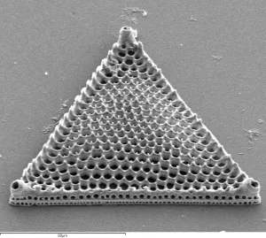 Electron Image 41