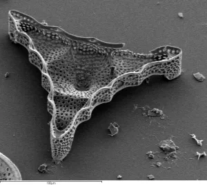 Electron Image 52