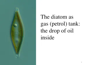 Slide06