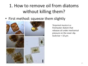 Slide15