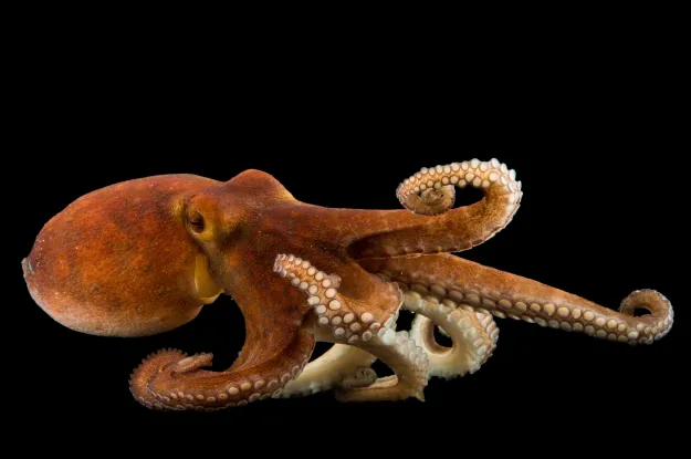 Common octopus (Octopus vulgaris) at Gulf Specimen Marine Lab and Aquarium.