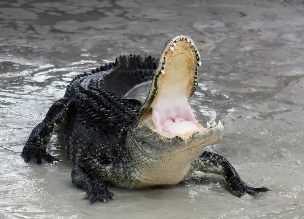 Alligator_mississippiensis_defensive
