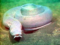 Pacific_hagfish_Myxine
