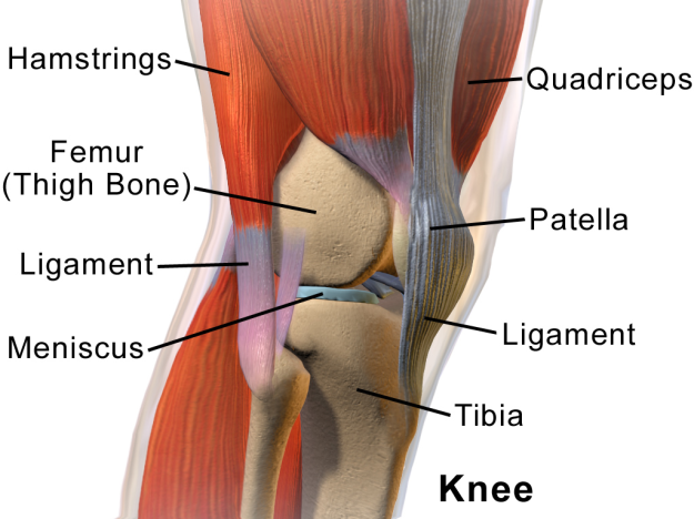 Blausen_0597_KneeAnatomy_Side