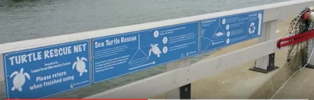 Sea turtle rescue