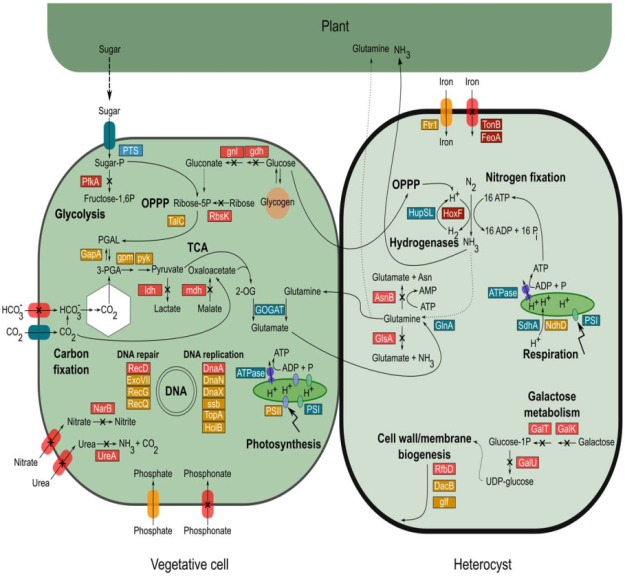 nitrogen-cycle
